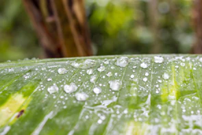 A drop of serum falling onto a fresh green leaf symbolizing nature and purity
