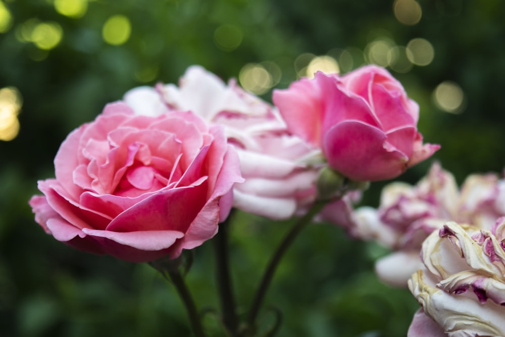 pink and white flowers in tilt shift lens