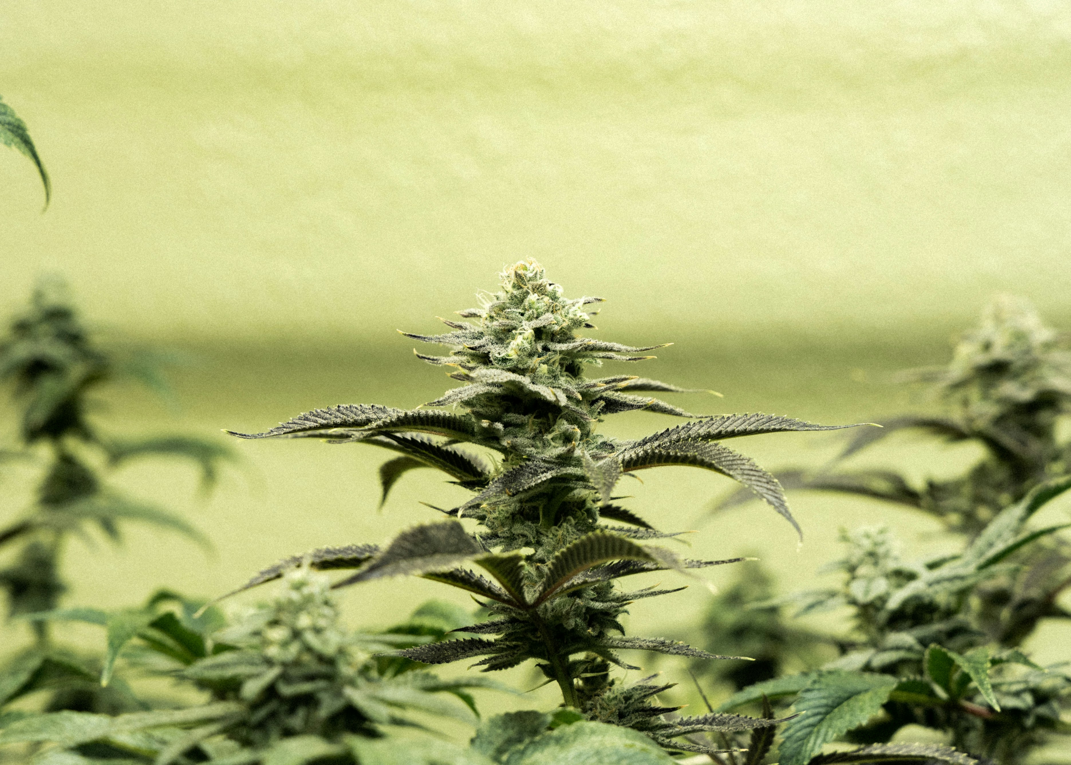 Photo by kevin_turcios