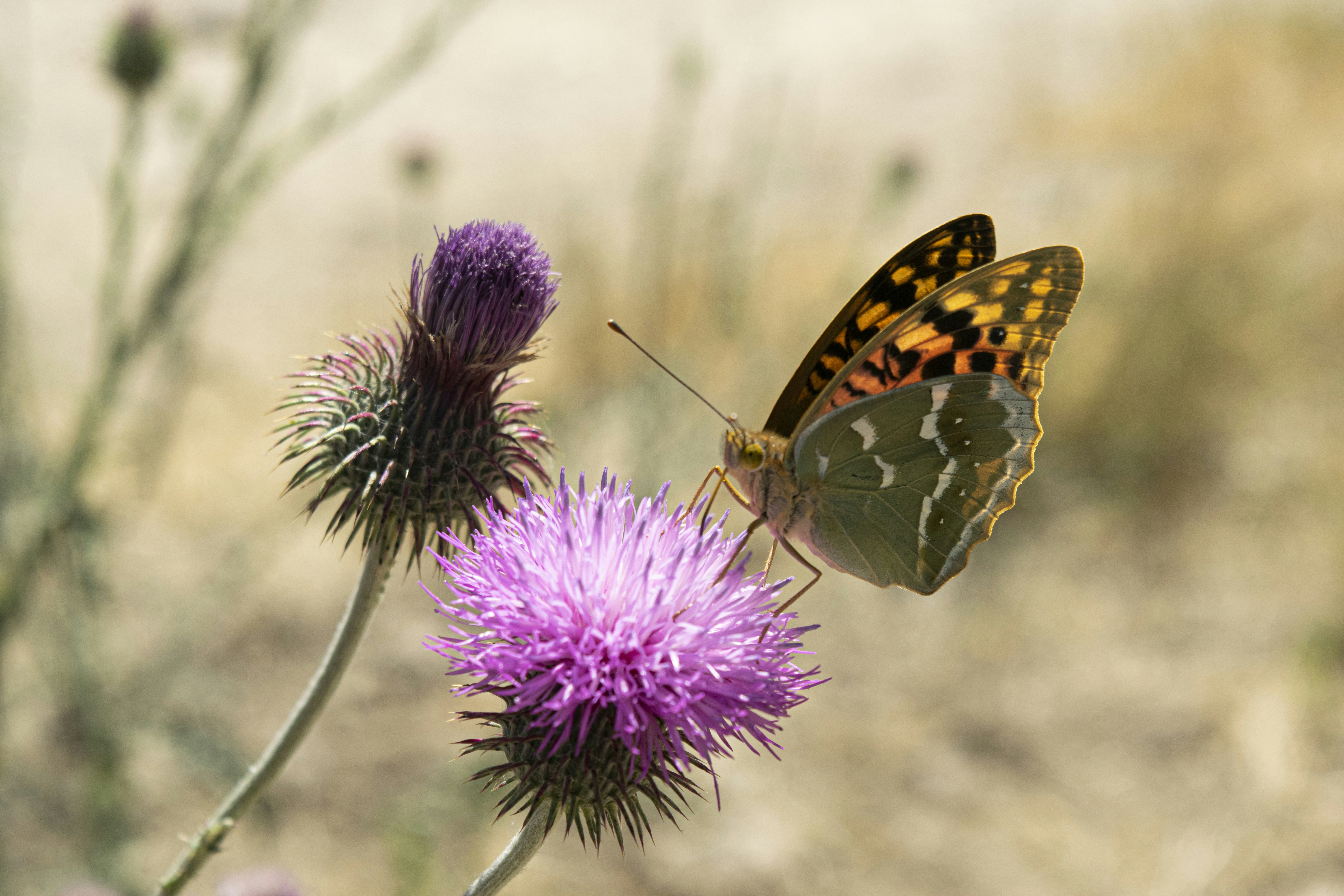 Photo by alimousavi1400