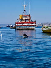 A large fishing boat with the name 'Constitución' is moored in calm blue waters, flanked by other smaller boats. A sea lion is playfully emerging from the water near the boat's stern, while seagulls drift nearby. In the background, a cityscape is visible on the horizon beneath a clear blue sky.