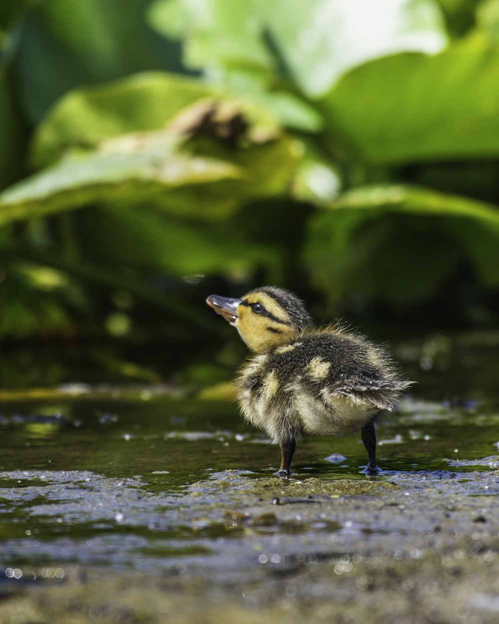 brown and black duckling on water