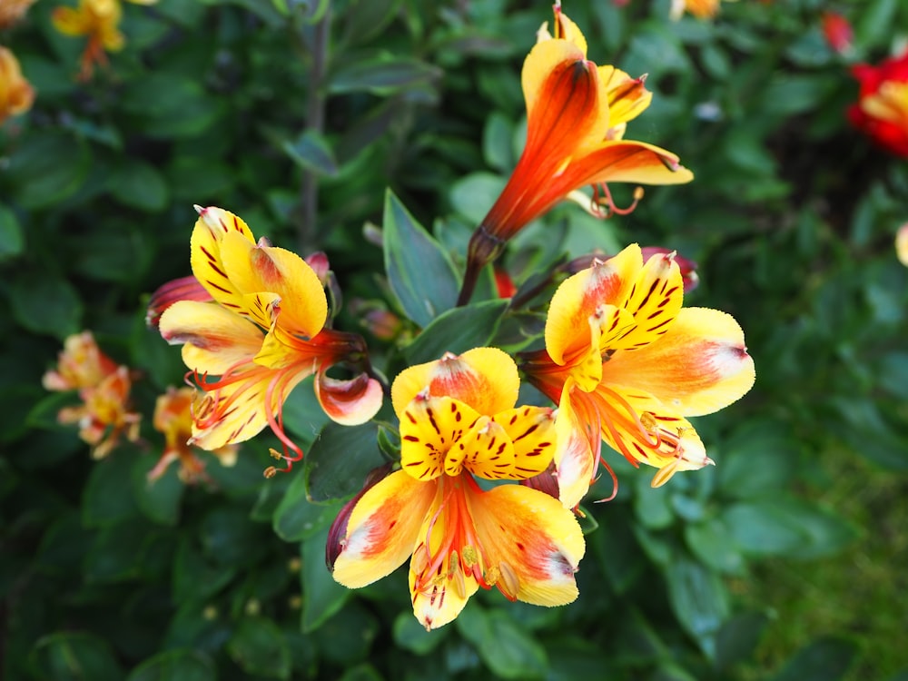 yellow and red flower in tilt shift lens