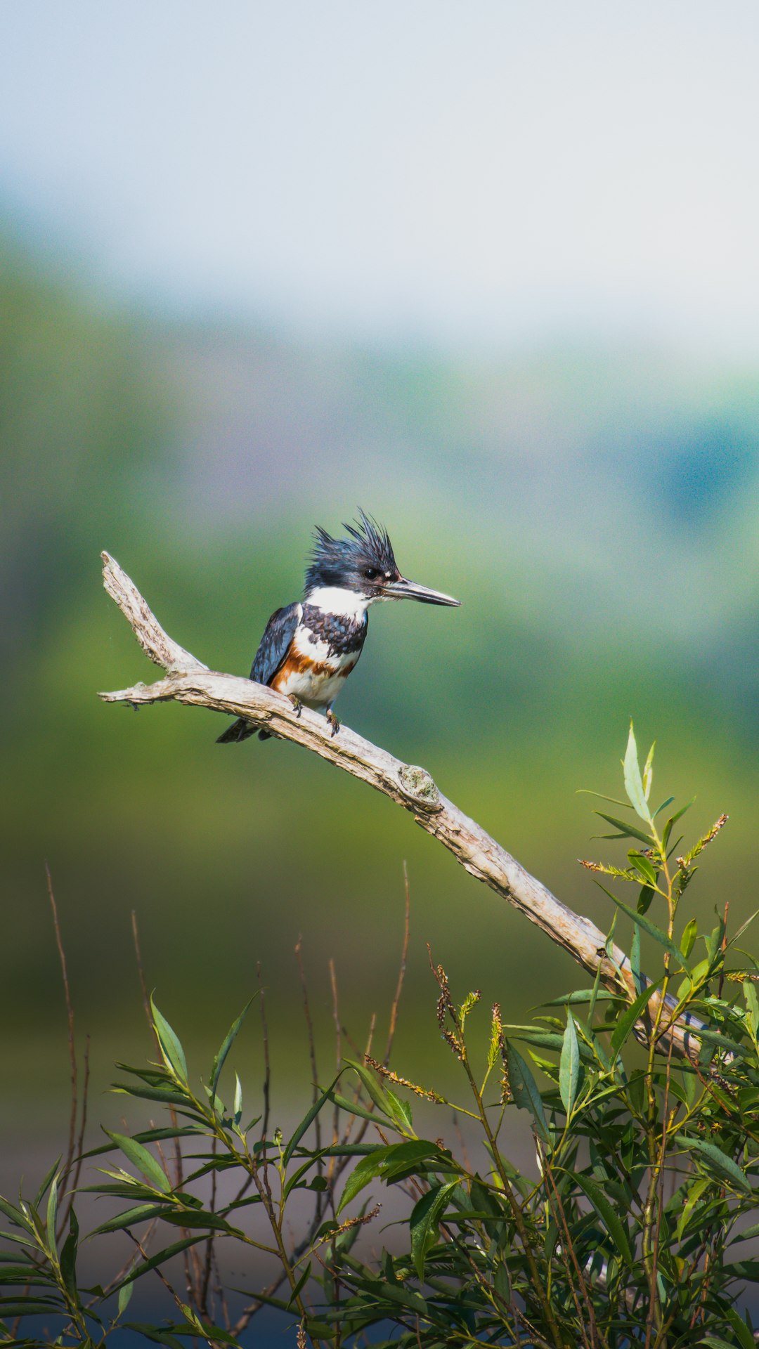 blue and white bird on brown tree branch