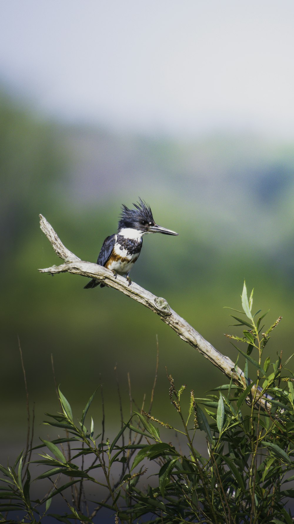 blue and white bird on brown tree branch