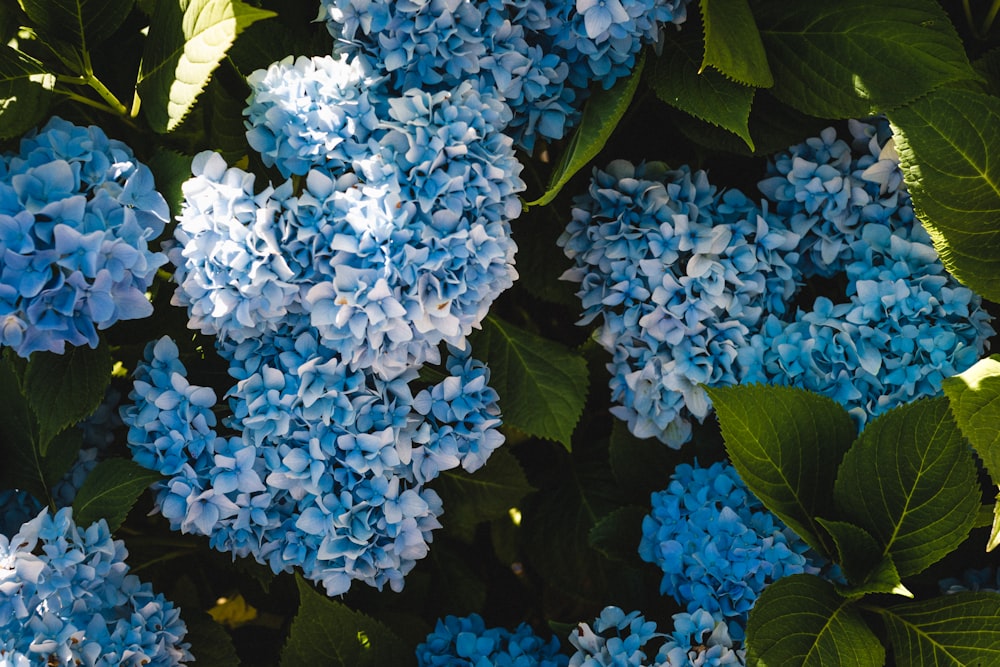 blue and white flowers with green leaves