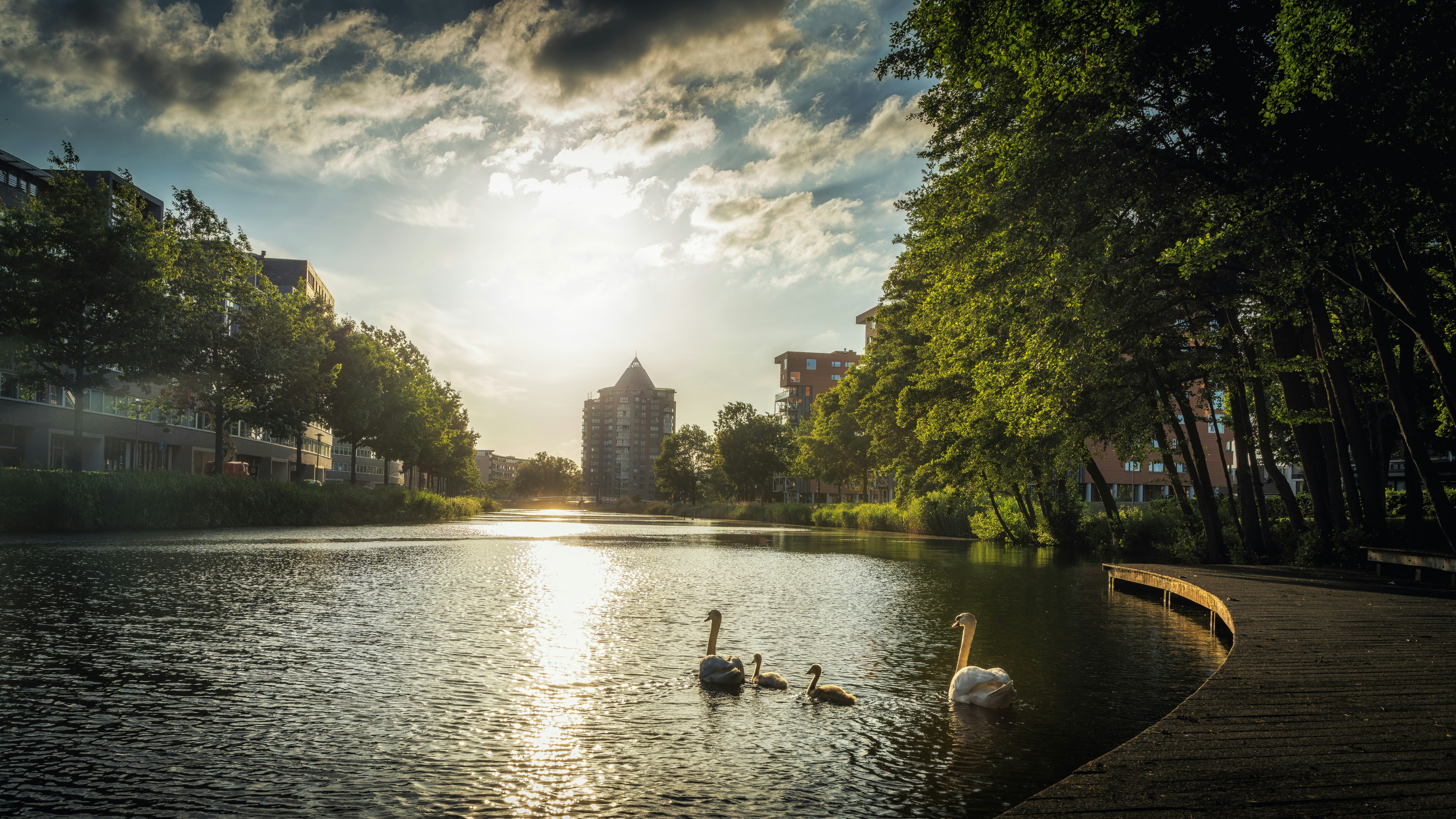 flock of swans on lake during daytime
