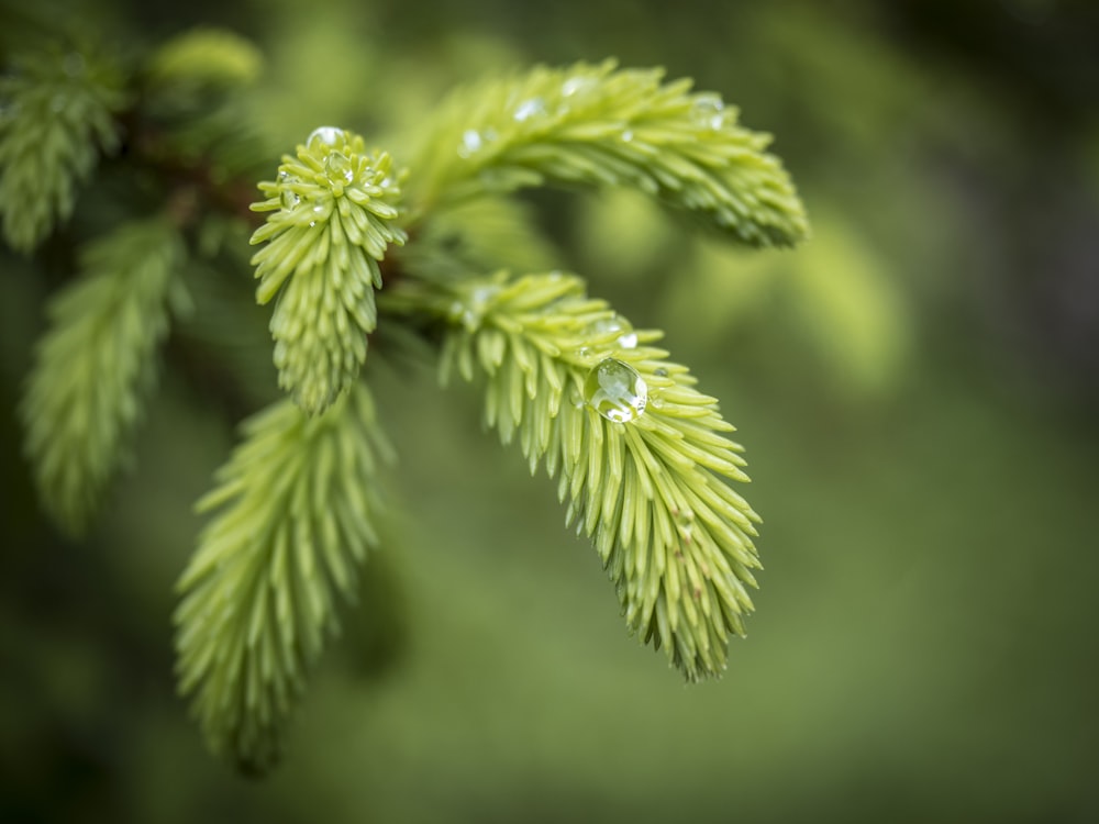 green leaf plant in close up photography