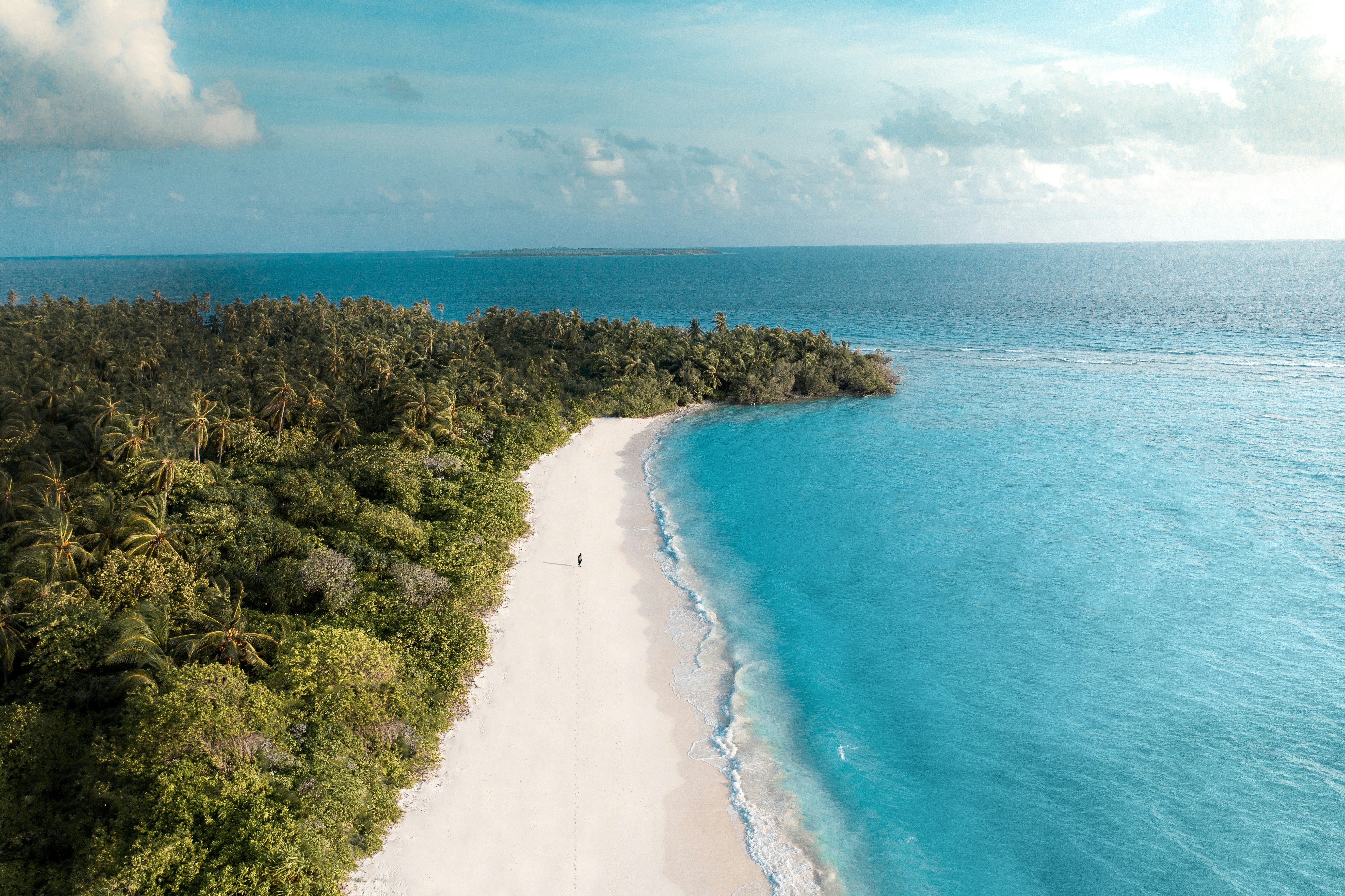 green trees on white sand beach during daytime