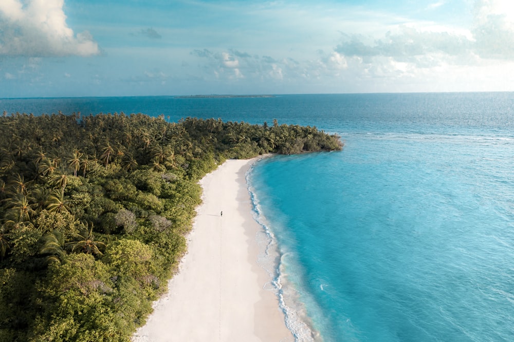 green trees on white sand beach during daytime