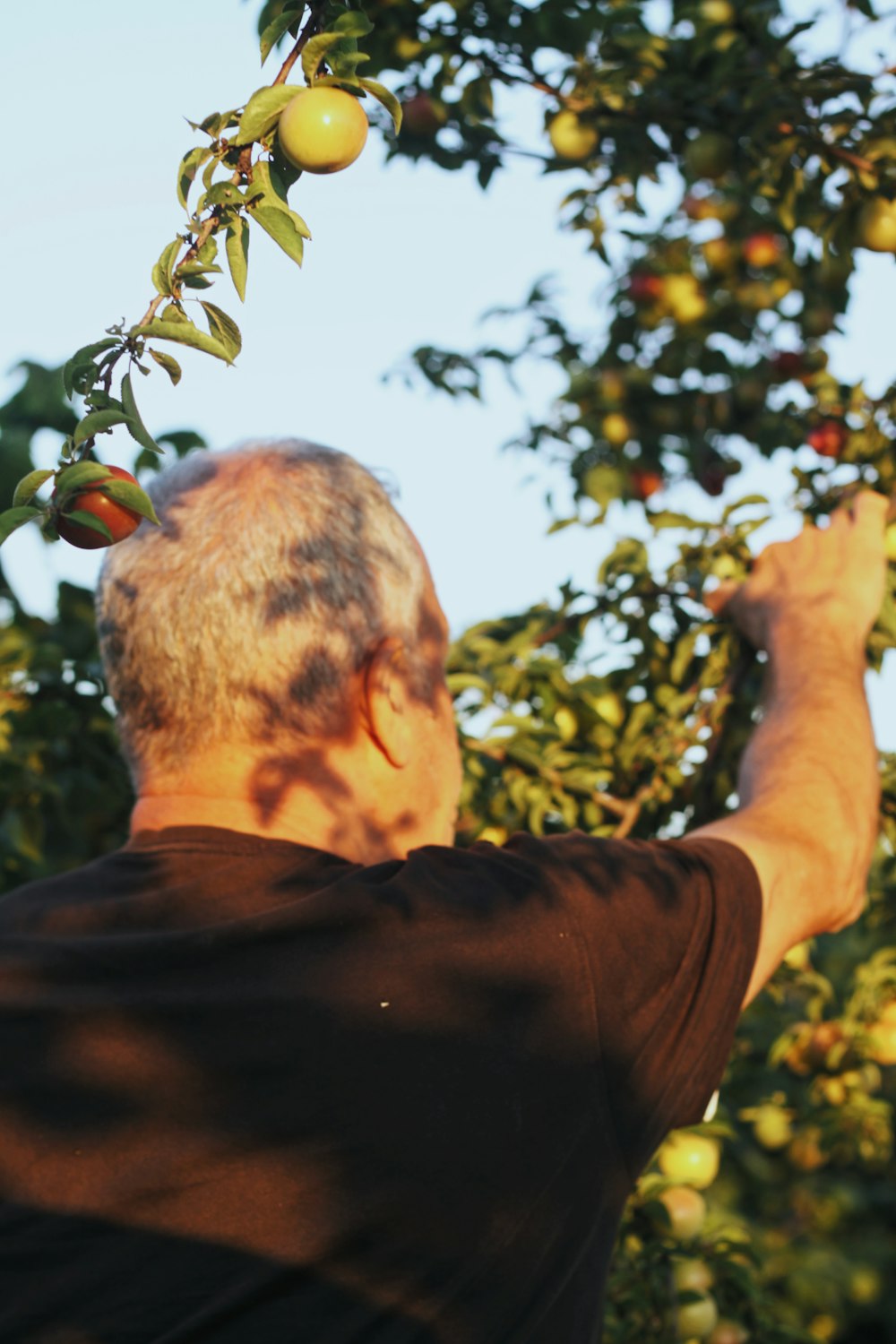 man in black shirt holding red fruit during daytime