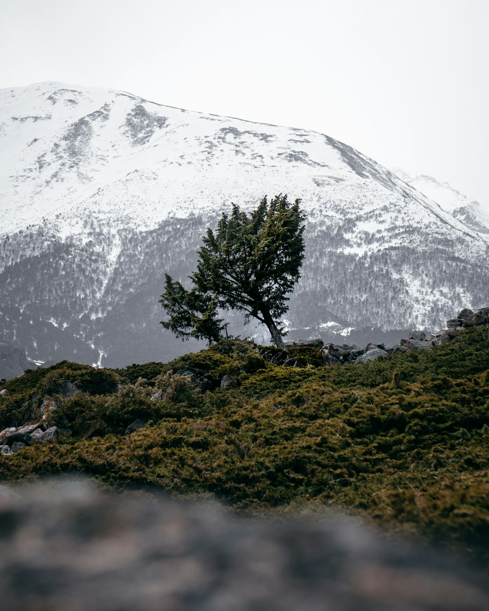 green tree on green grass field near snow covered mountain during daytime