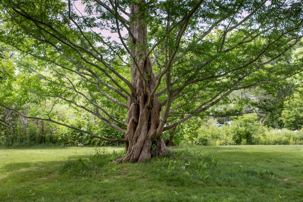 green grass field with brown tree during daytime