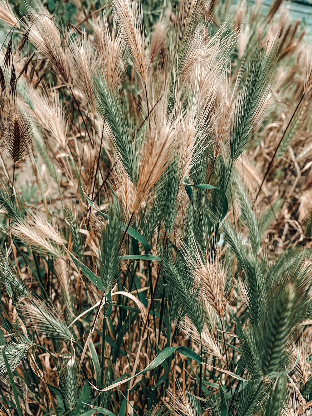 brown wheat field during daytime