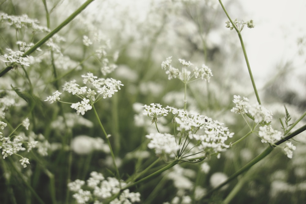 white flowers in tilt shift lens