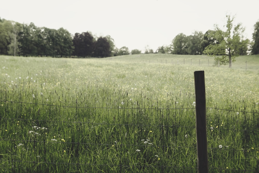 green grass field during daytime