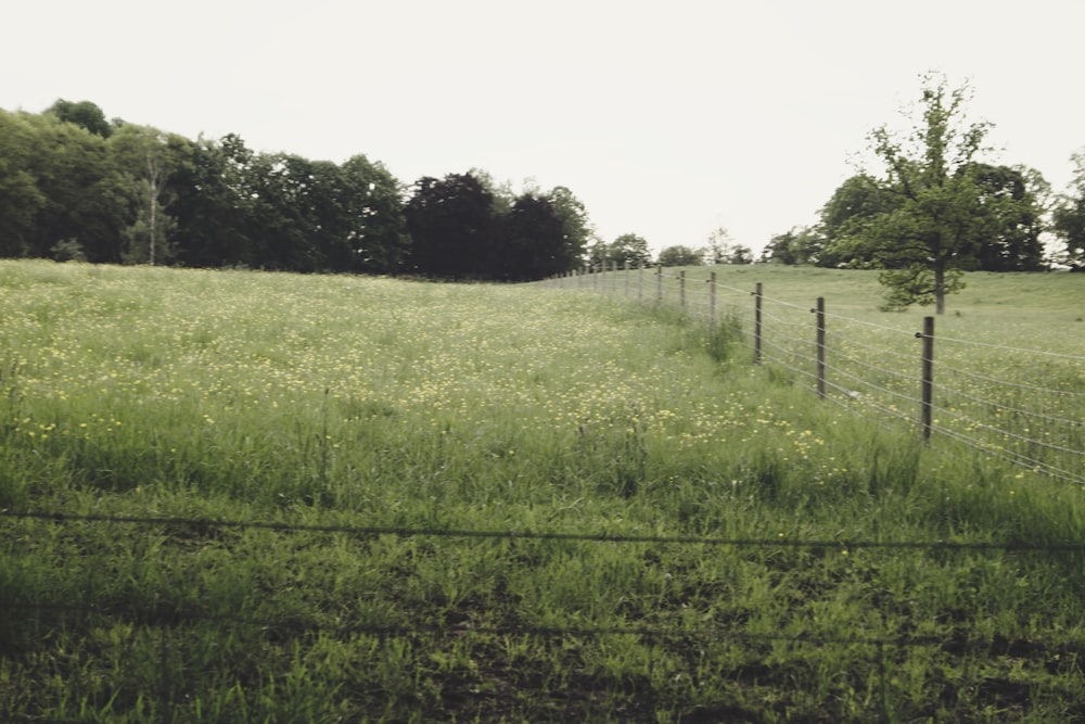 green grass field with trees