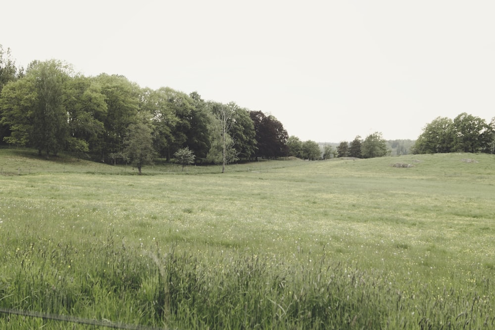 campo di erba verde con alberi