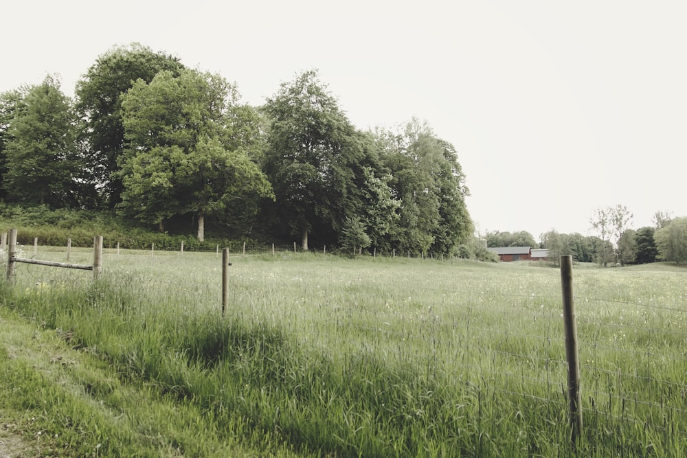 green grass field with trees