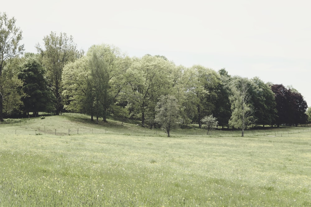 green grass field with trees