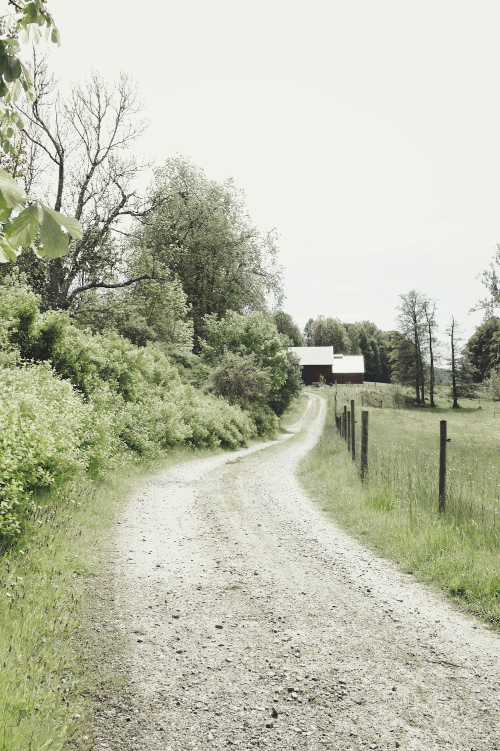 green grass and trees near road during daytime