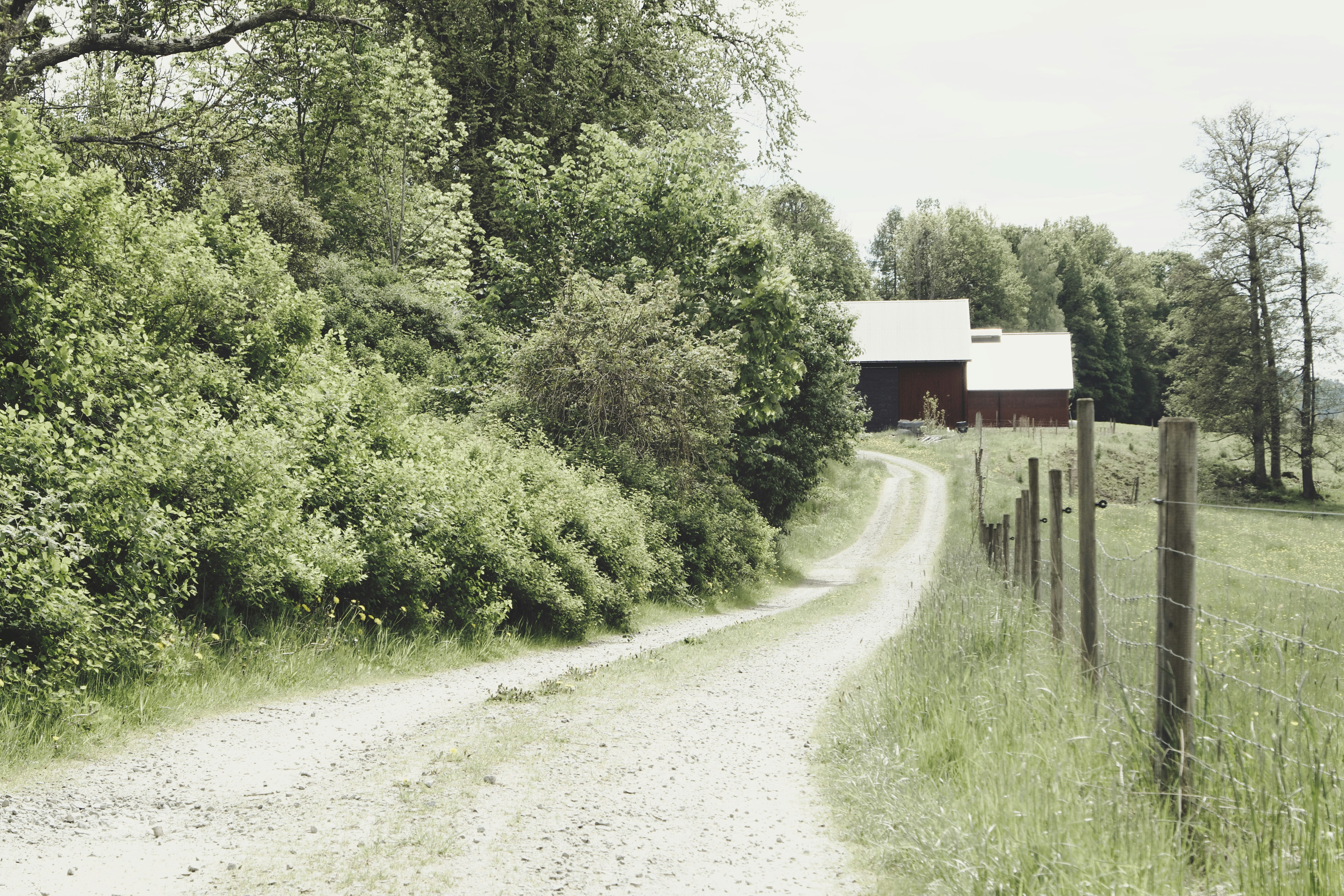 green trees beside road during daytime, 