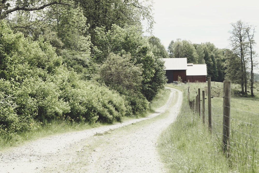 green trees beside road during daytime