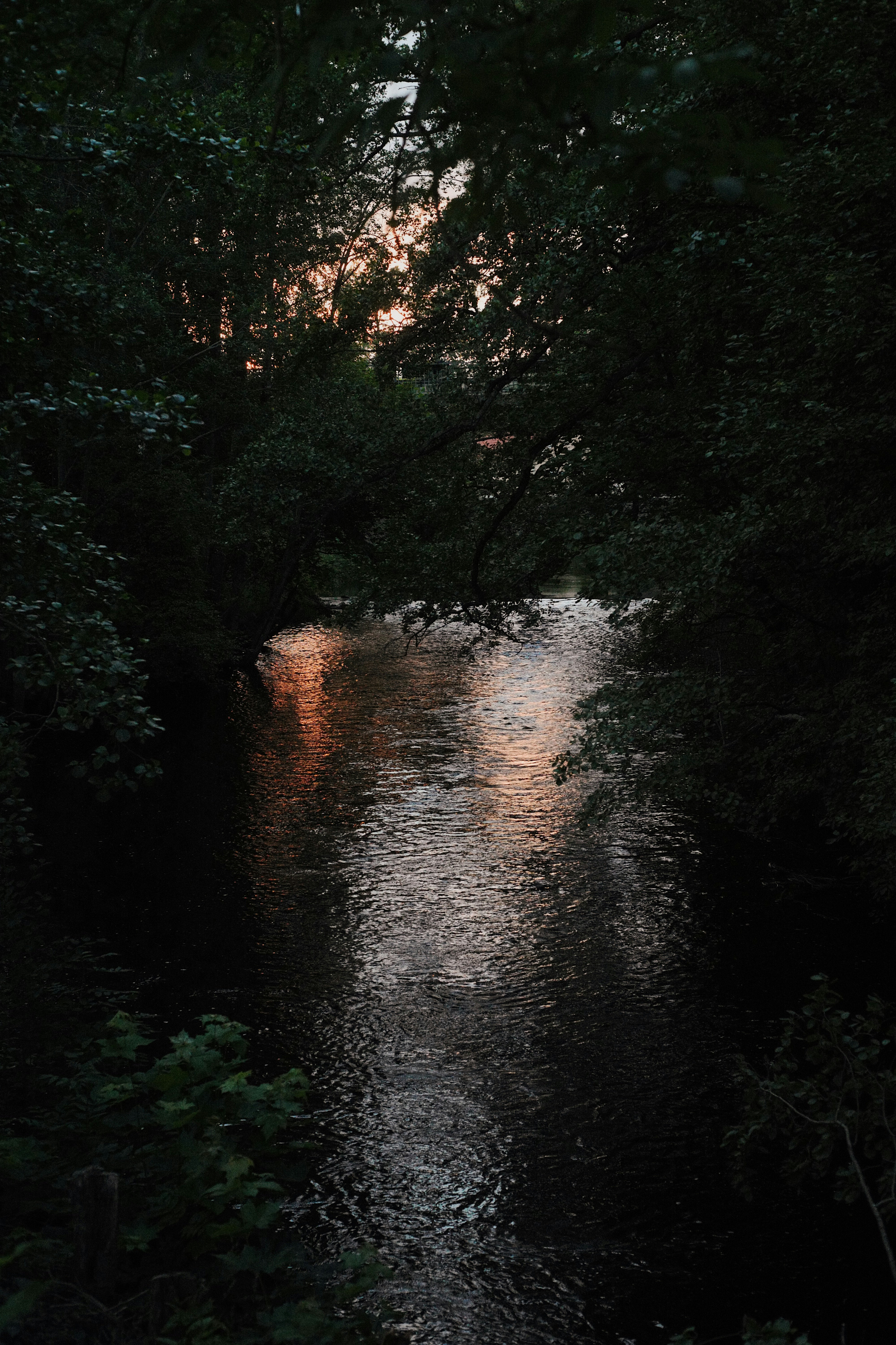 river in the middle of forest