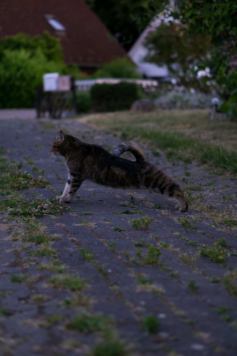 brown tabby cat walking on gray concrete pavement during daytime