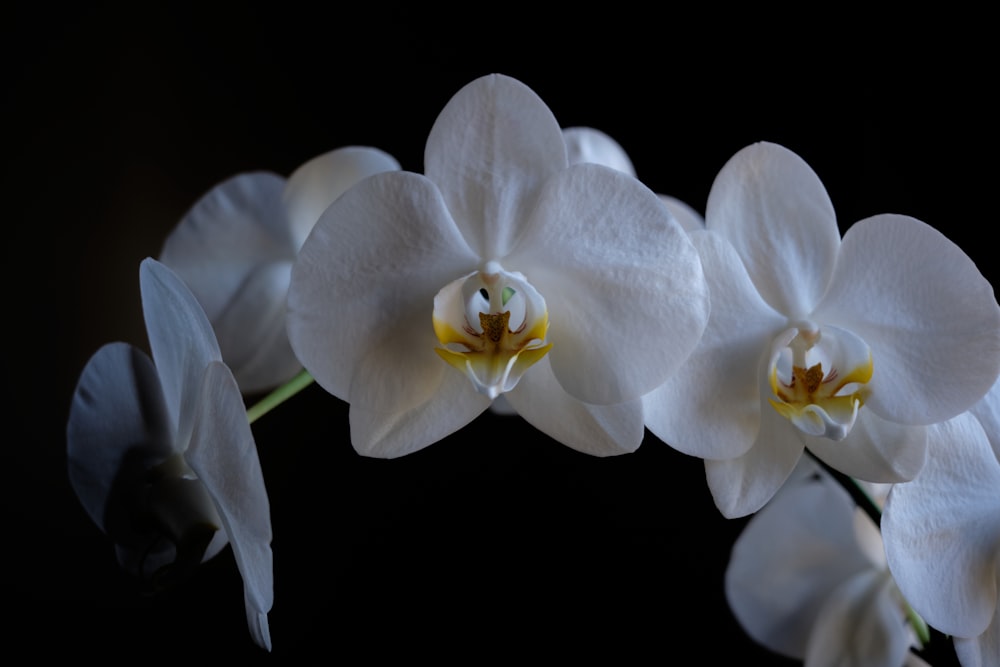 white moth orchids in bloom close up photo