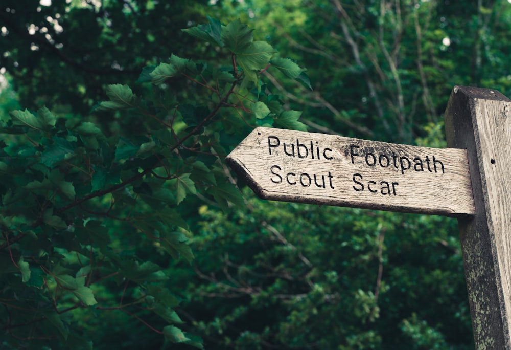 brown wooden signage on green tree