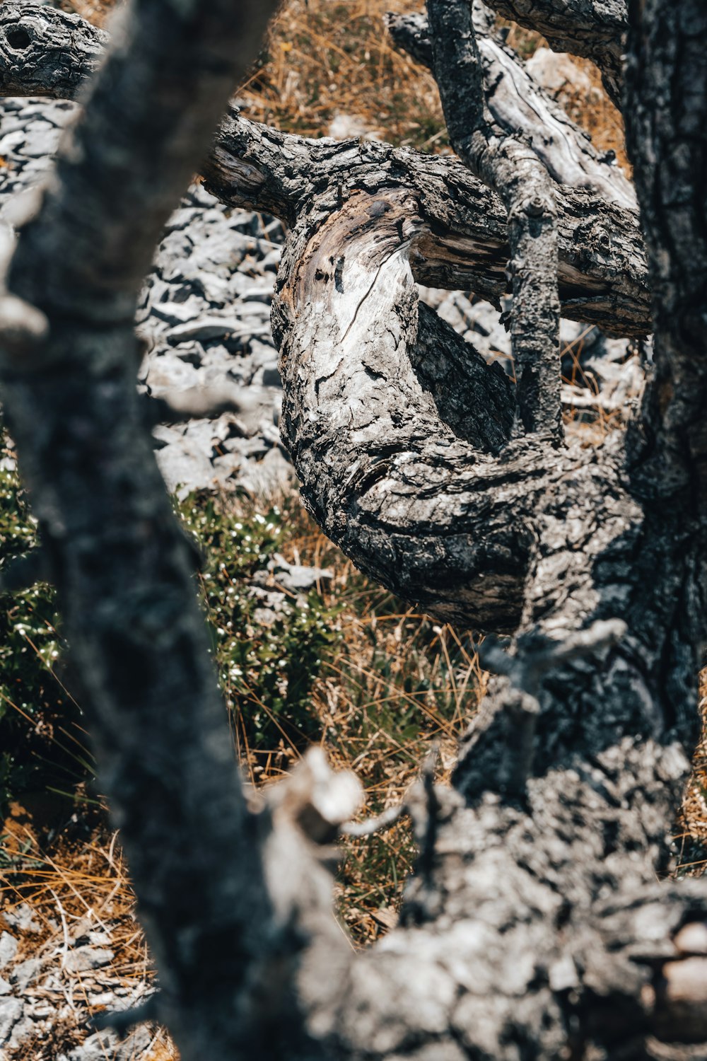 gray tree trunk on brown grass