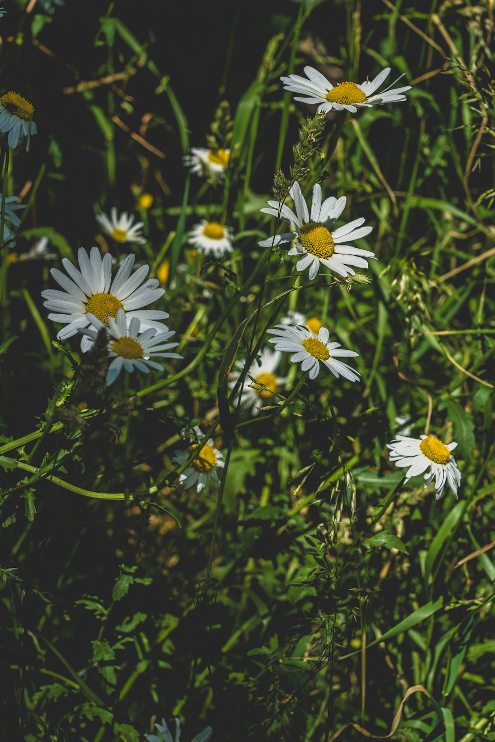 white and yellow daisy flowers