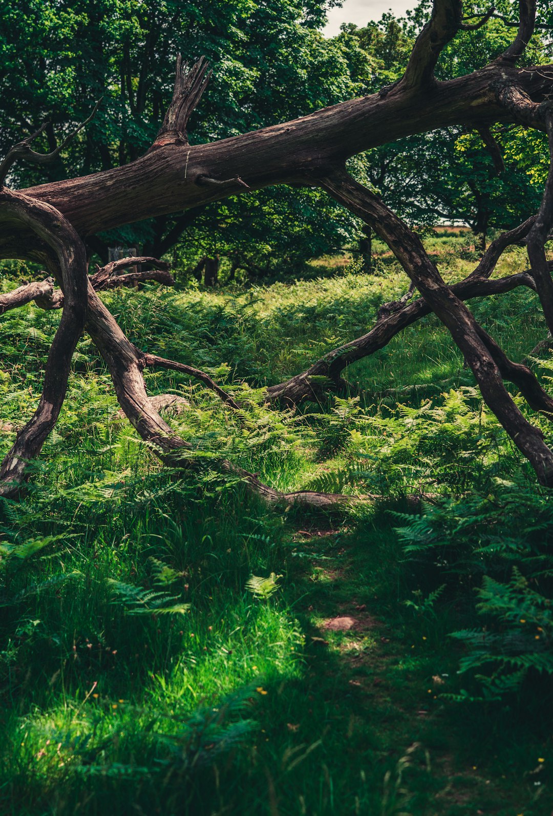 brown tree trunk surrounded by green plants