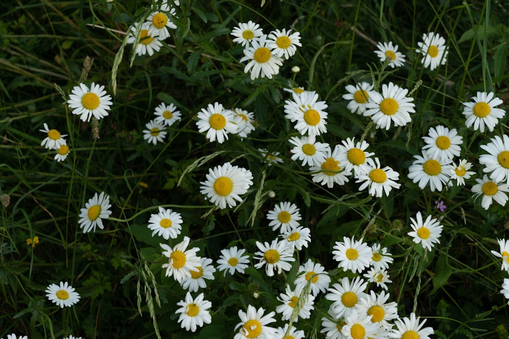 white and yellow daisy flowers