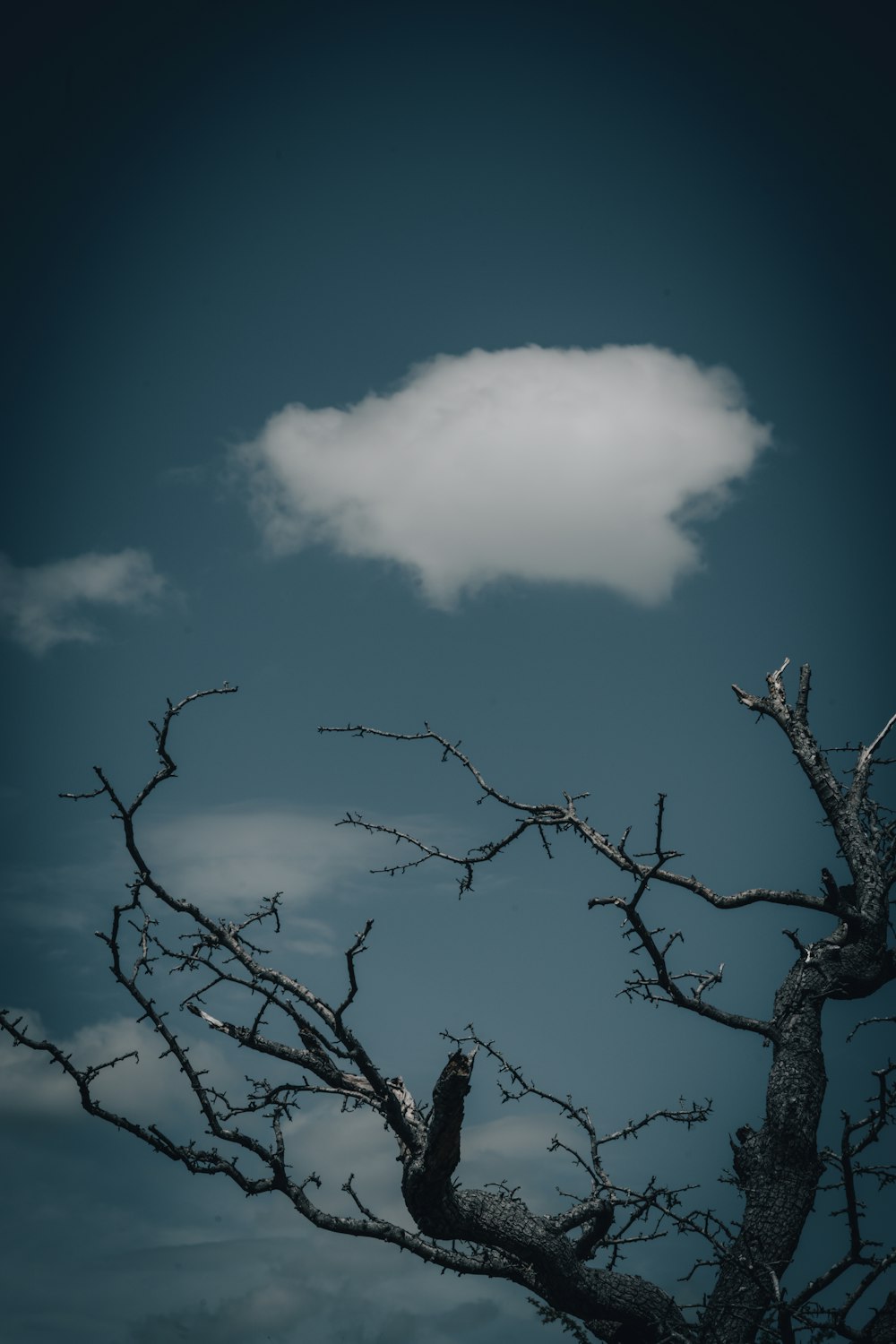 leafless tree under blue sky