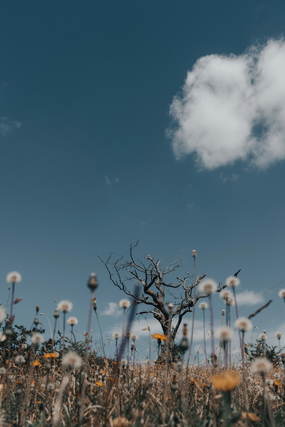 gelbe Blüten unter blauem Himmel tagsüber