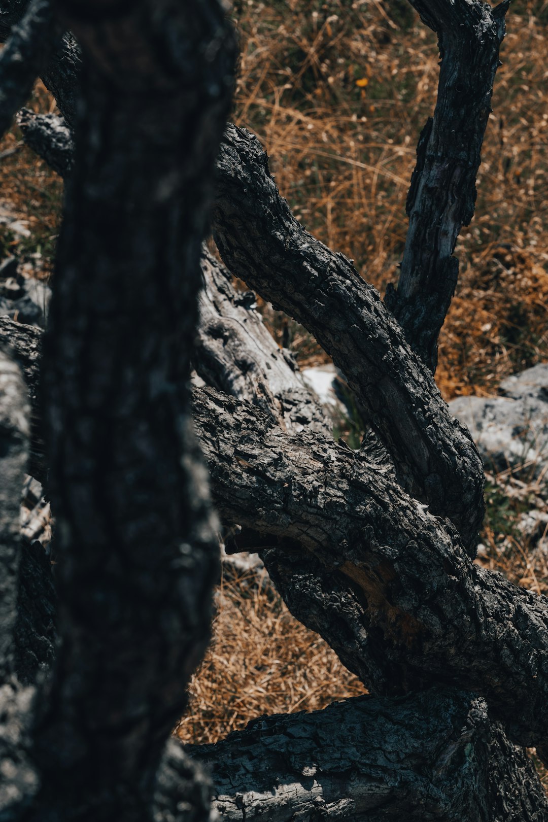 black and white tree trunk