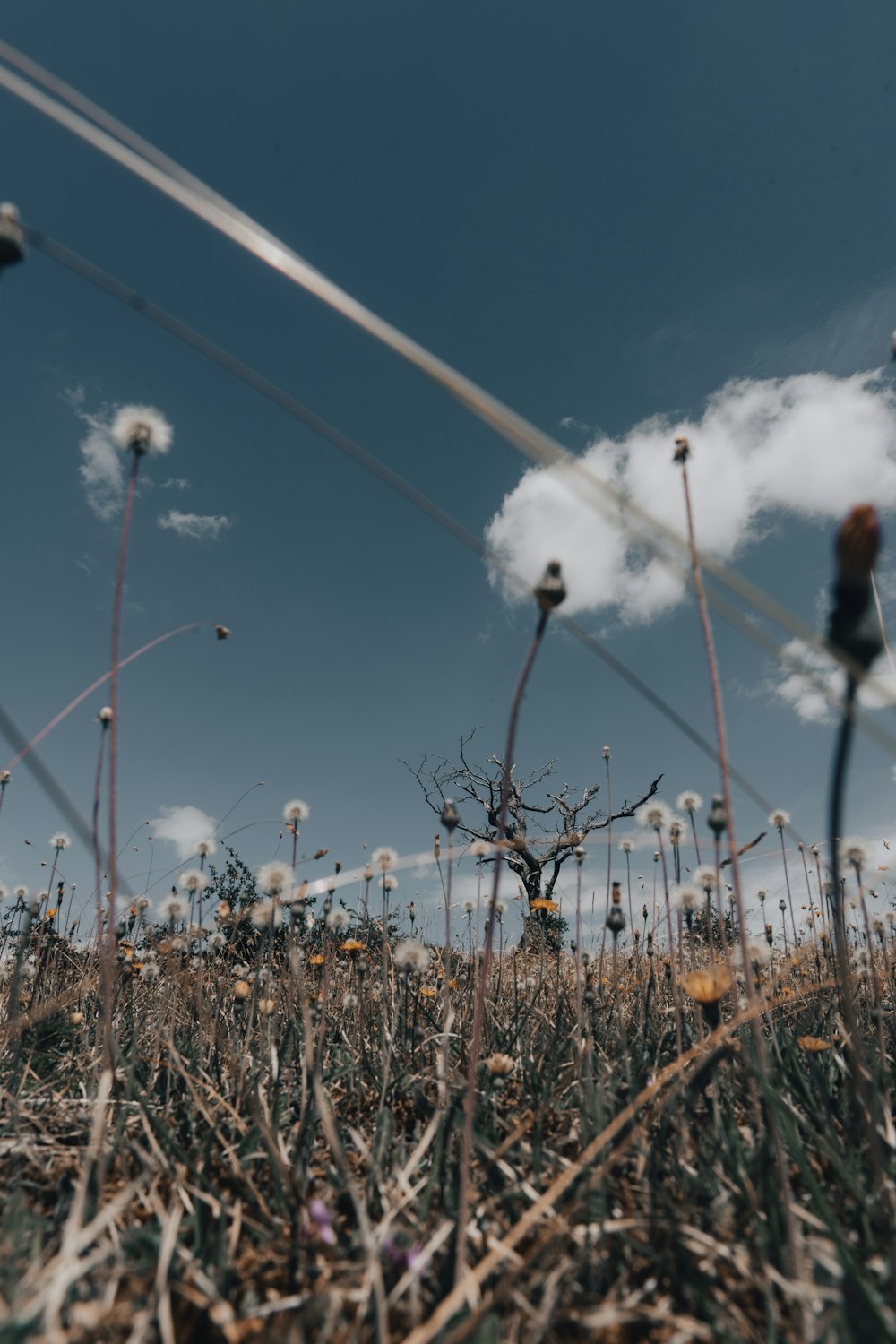 white dandelion flower under blue sky during daytime