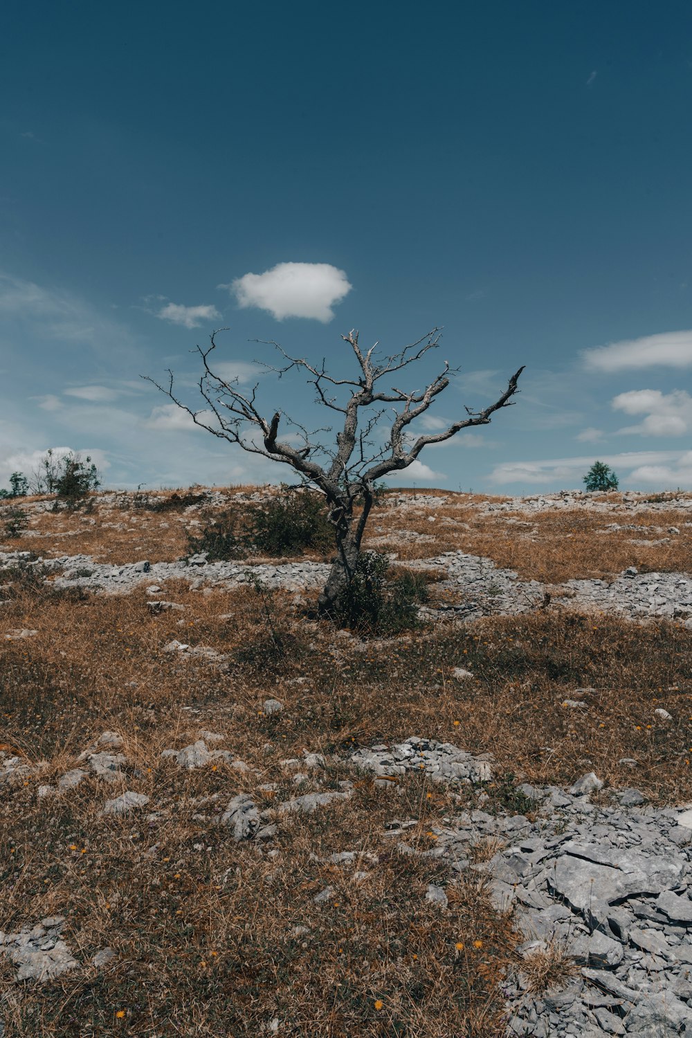 leafless tree on brown field under blue sky during daytime