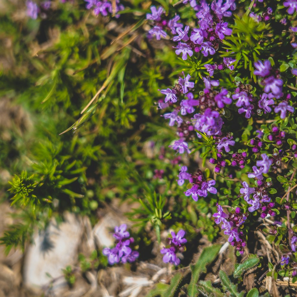 purple flowers in tilt shift lens