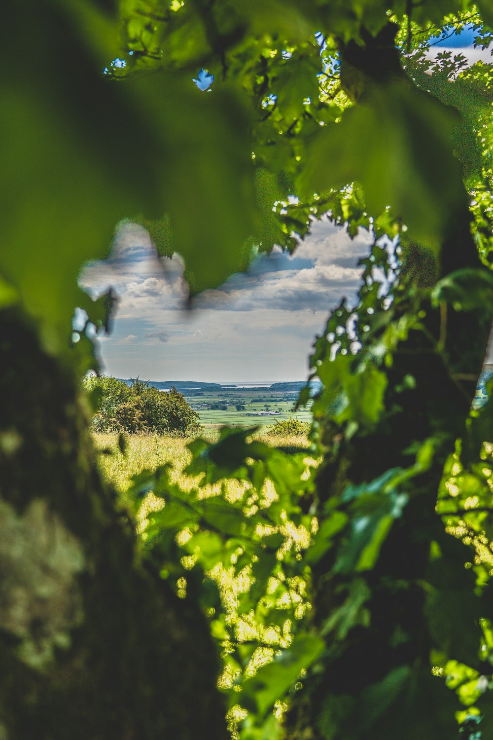 Grünes Grasfeld in der Nähe von Gewässern unter weißen Wolken und blauem Himmel tagsüber