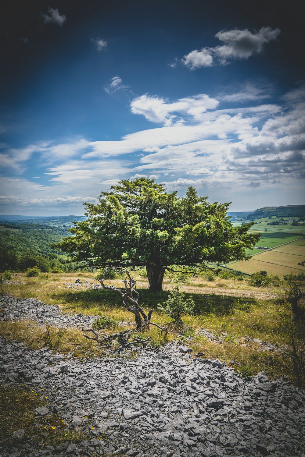 green tree on green grass field under blue sky during daytime