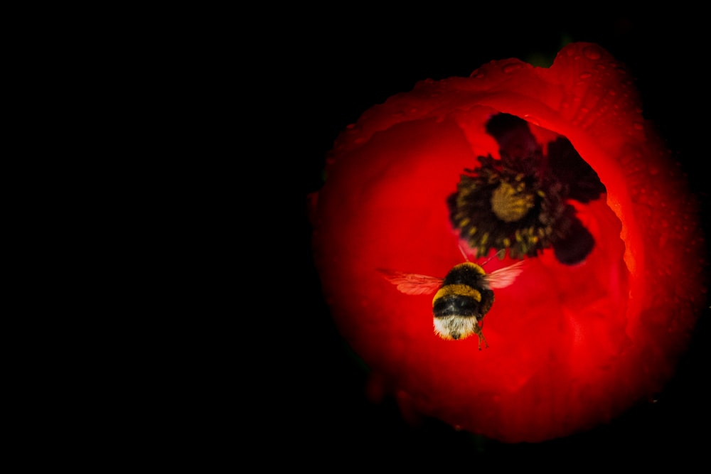 red fruit with black background