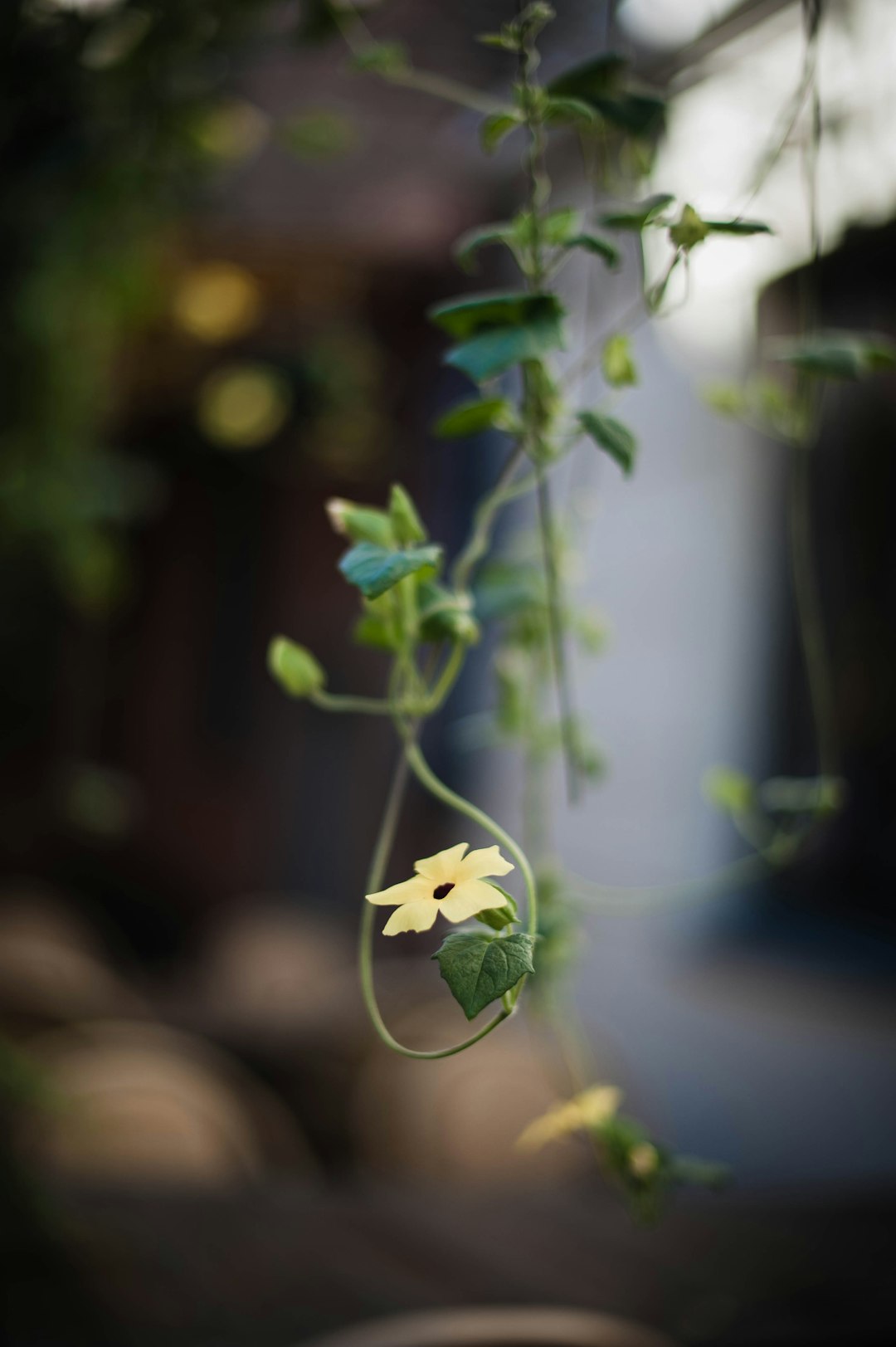 yellow flower with green leaves