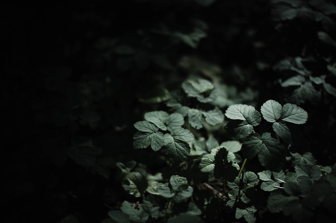 green leaves with black background