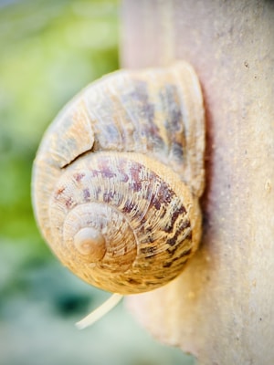 Close-up of an Ember (sunset) mystery snail showcasing its vibrant orange shell against a dark aquatic background.