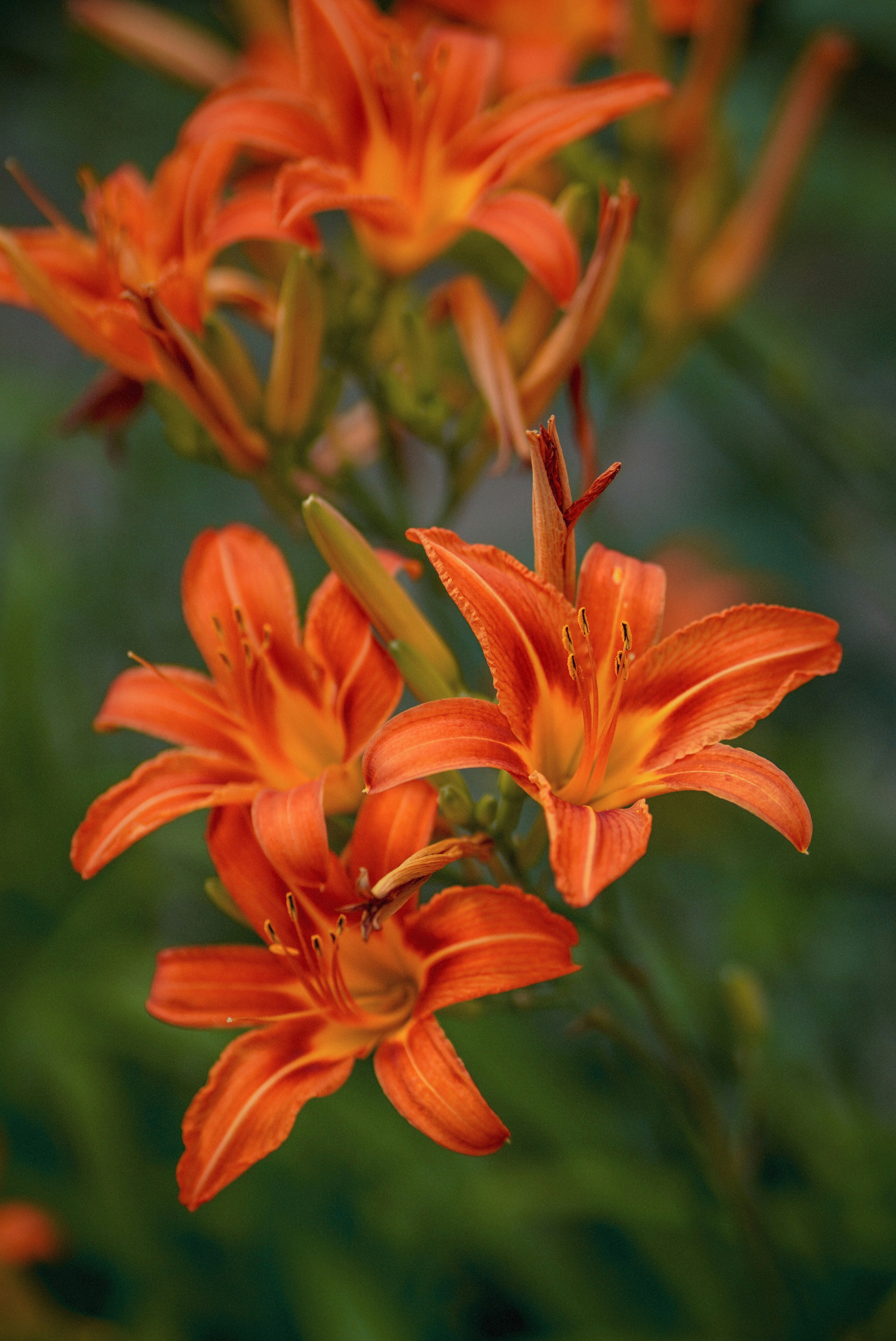 Photo by annabell_flem