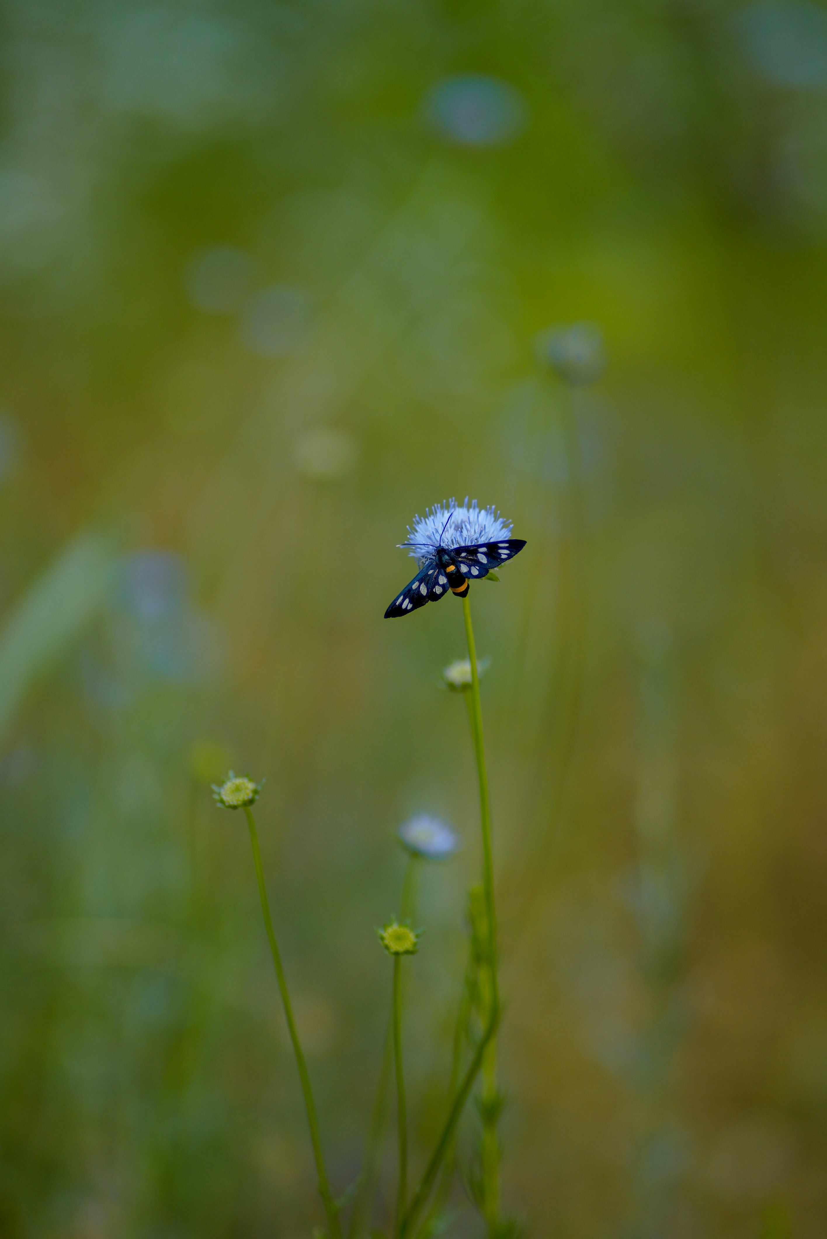 Photo by annabell_flem