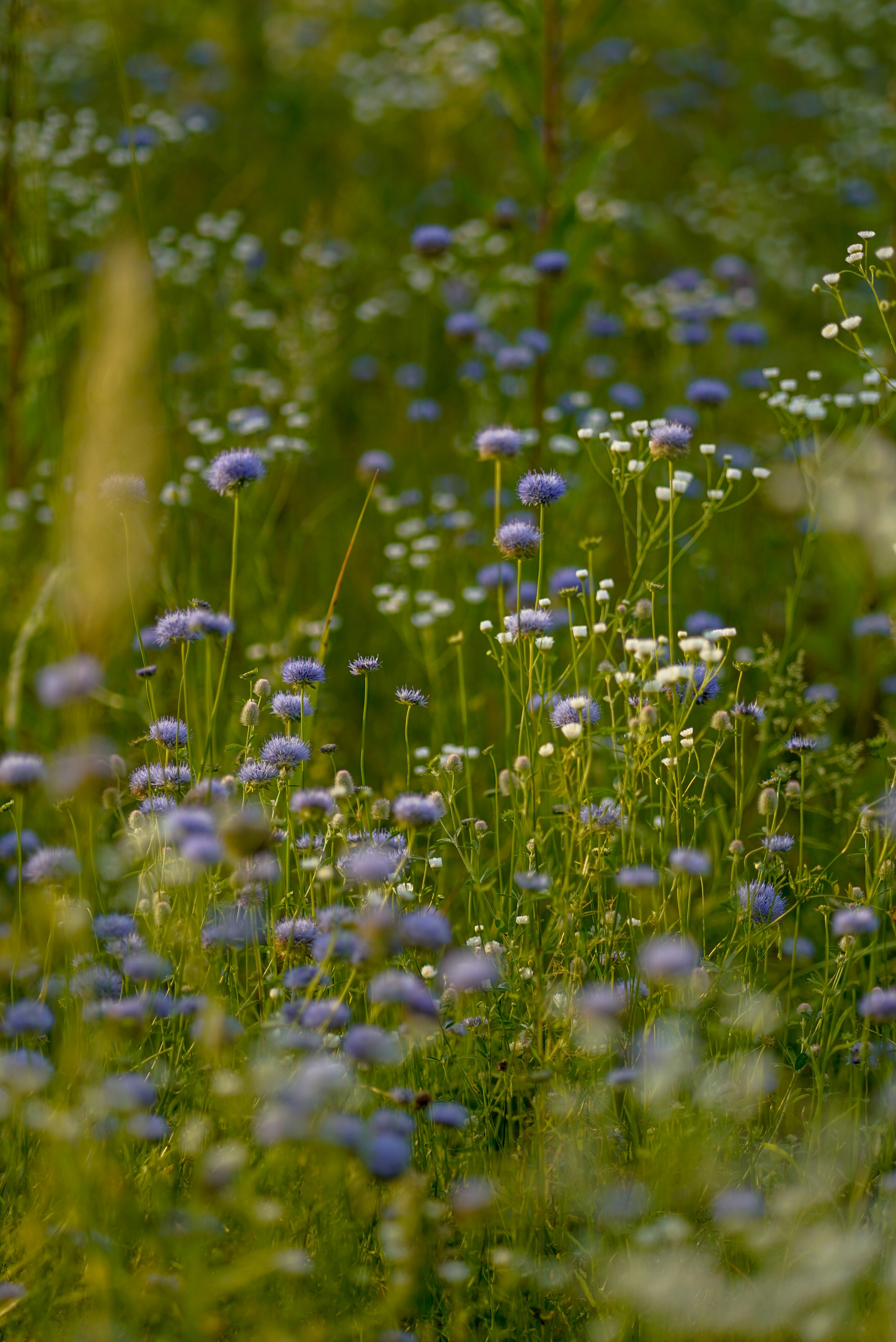 Photo by annabell_flem